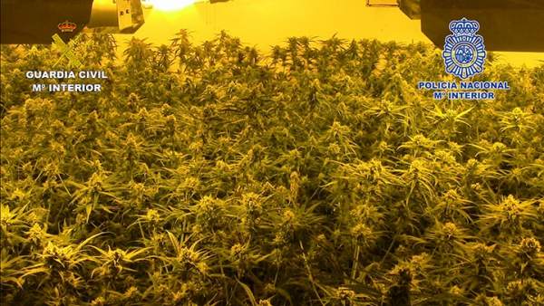Marihuana incautada Marihuana incautada