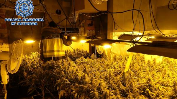 Plantación de marihuana en chalet de Sanlúcar Plantación de marihuana en chalet de Sanlúcar