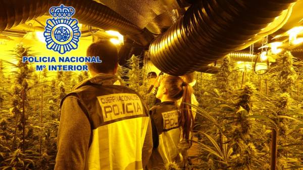 1.179 Plantas De Marihuana En Un Chalé En Oviedo 1.179 Plantas De Marihuana En Un Chalé En Oviedo