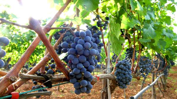 Uva, vino, viticultura Uva, vino, viticultura