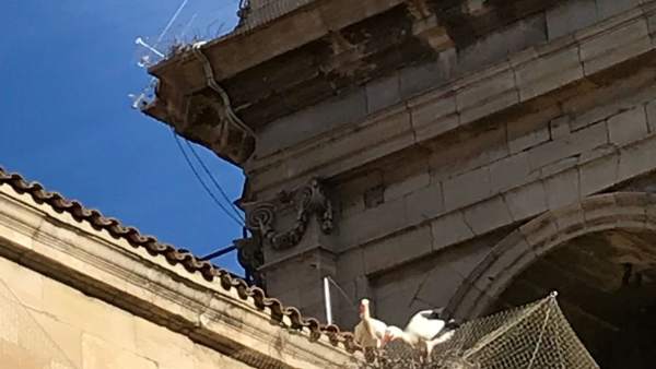 Cigüeñas en la Catedral Nova de Lleida Cigüeñas en la Catedral Nova de Lleida