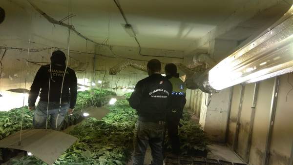 Plantaciones de marihuana descubiertas en Granada Plantaciones de marihuana descubiertas en Granada