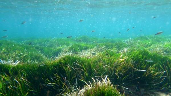 Pradera De Posidonia Pradera De Posidonia