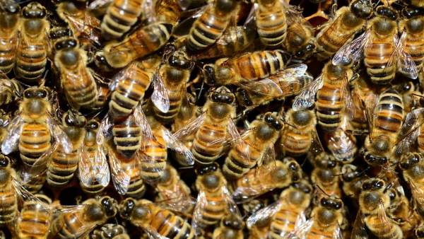 Colmena de abejas Colmena de abejas