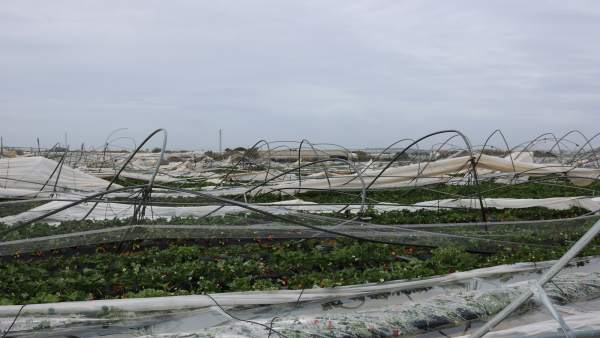Daños en fincas de Cartaya. Daños en fincas de Cartaya.