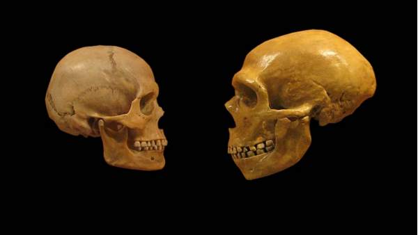 Un cráneo de humano moderno (i) comparado con el de otros homínidos (d). Un cráneo de humano moderno (i) comparado con el de otros homínidos (d).