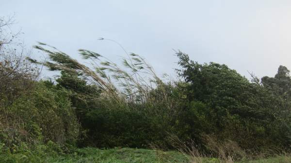 Imagen de Archivo. Fuertes rachas de viento. Imagen de Archivo. Fuertes rachas de viento.