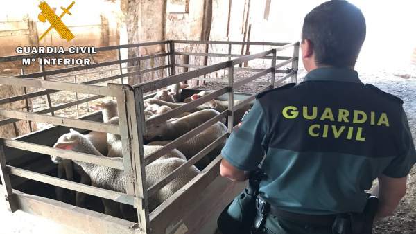 La Guardia Civil, con ganado, tras la operación Zepa Guadiato de Córdoba La Guardia Civil, con ganado, tras la operación Zepa Guadiato de Córdoba