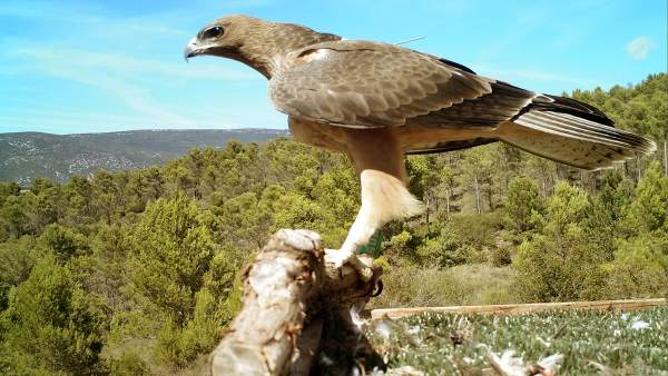 Ejemplar del águila de Bonelli Ejemplar del águila de Bonelli