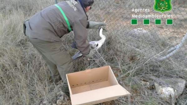 Burgos (18-03-2018).- Rescate de la garza real herida Burgos (18-03-2018).- Rescate de la garza real herida