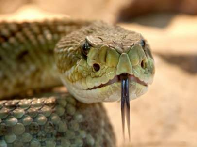 Serpiente de cascabel