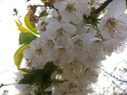 Imagen de archivo de un cerezo en flor.