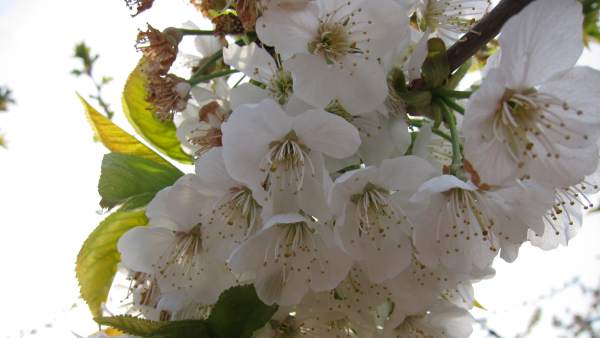 Imagen de archivo de un cerezo en flor. Imagen de archivo de un cerezo en flor.