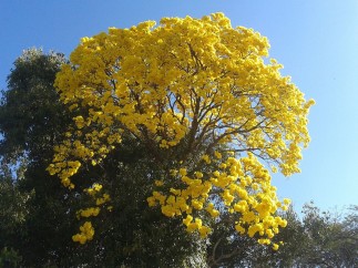 Ejemplar de árbol Lapacho amarillo.