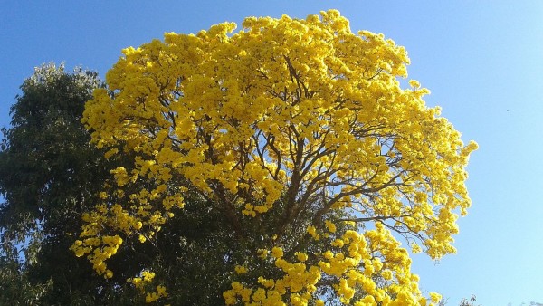 Ejemplar de árbol Lapacho amarillo. Ejemplar de árbol Lapacho amarillo.