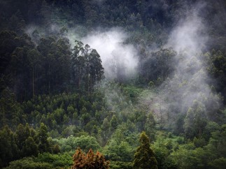 Paisaje verde entre Ribadeo y Viveiro, Galicia, España.
