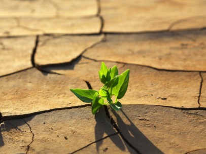Planta verde que crece entre la tierra agrietada, consecuencia del calentamiento global.