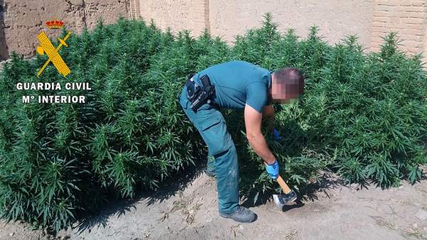 Plantas de marihuana intervenidas por la Benemérita.22-03-18 Plantas de marihuana intervenidas por la Benemérita.22-03-18