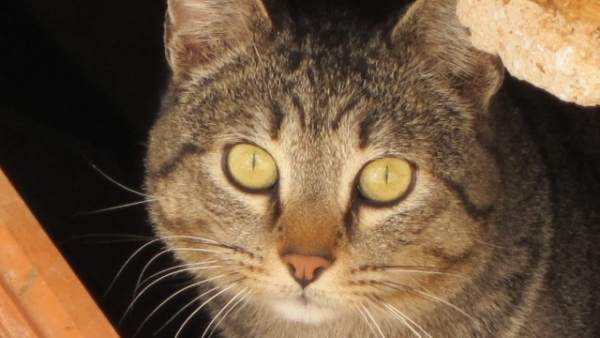 Gato, gatos, animales, mascotas, animal, mascota, colonia de gatos Gato, gatos, animales, mascotas, animal, mascota, colonia de gatos