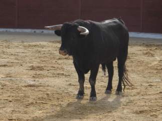 Toro