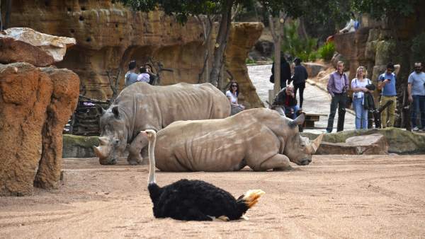 Bioparc València proposa en Setmana Santa donar el 'Bon dia' a girafes i la 'Bona nit' a hipopòtams Bioparc València proposa en Setmana Santa donar el 'Bon dia' a girafes i la 'Bona nit' a hipopòtams