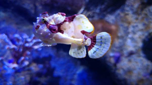 Pez sapo en la exposición Misterios del Mar, de l'Oceanogràfic Pez sapo en la exposición Misterios del Mar, de l'Oceanogràfic