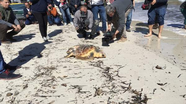 Liberación en la playa de s'Amarador (Santanyí) de una tortuga rescatada Liberación en la playa de s'Amarador (Santanyí) de una tortuga rescatada