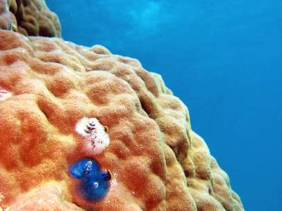 Coral