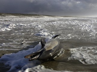 Delfín (Dolphinus Delphis) muriendo en una playa de la Bretaña francesa.