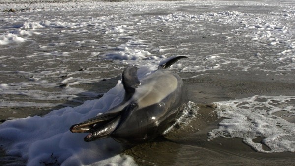Delfín (Dolphinus Delphis) muriendo en una playa de la Bretaña francesa. Delfín (Dolphinus Delphis) muriendo en una playa de la Bretaña francesa.