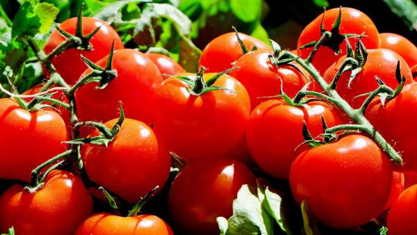 Tomates Tomates