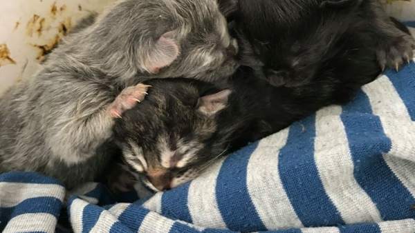 Gatos rescatados por la Policía Local de Tías Gatos rescatados por la Policía Local de Tías