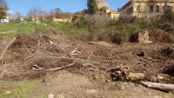 Arboricidio denunciado en Gandul Arboricidio denunciado en Gandul