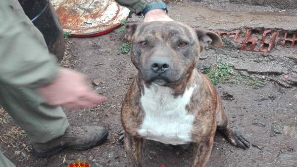Salamanca.- Uno de los perros que atacó al hombre de Santa Marta Salamanca.- Uno de los perros que atacó al hombre de Santa Marta
