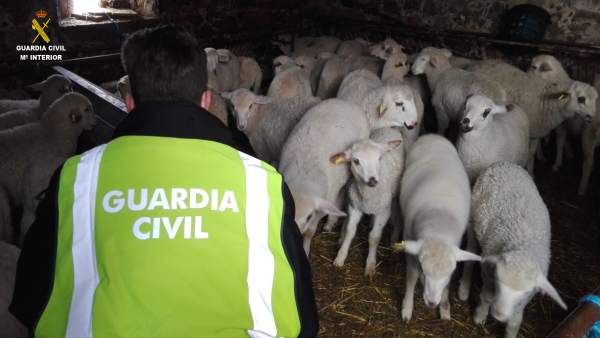Corderos recuperados por la Guardia Civil. Corderos recuperados por la Guardia Civil.