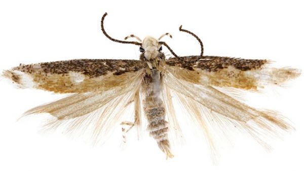 Neopalda donaldtrumpi bicho polilla trump Neopalda donaldtrumpi bicho polilla trump