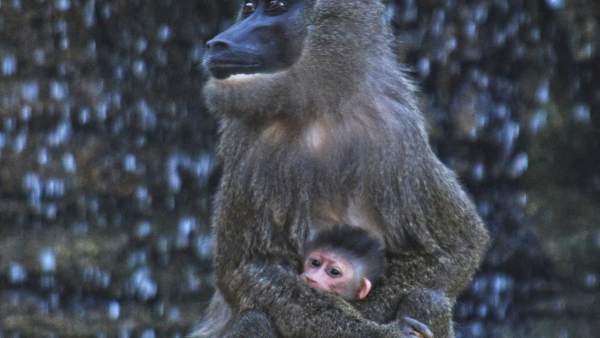 Naix una cria de Dril en Bioparc, un dels primats més amenaçats d'Àfrica Naix una cria de Dril en Bioparc, un dels primats més amenaçats d'Àfrica