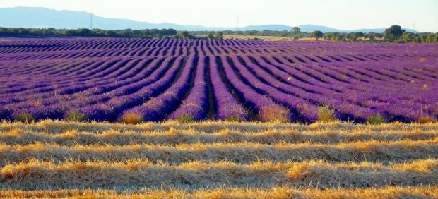 Campos de lavanda en la Alcarria