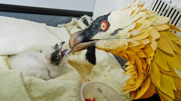 Pollo de quebrantahuesos y marioneta para alimentarlo en la incubadora Pollo de quebrantahuesos y marioneta para alimentarlo en la incubadora