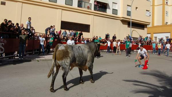 Toro Embolao Toro Embolao