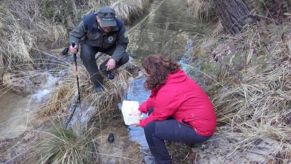 Junta libera a cangrejos autóctonos en arroyos Junta libera a cangrejos autóctonos en arroyos