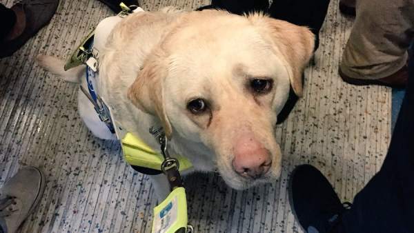 Kika, el perro guía de Amit Kika, el perro guía de Amit