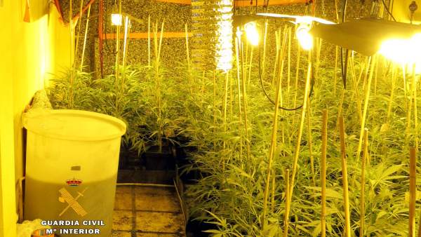 Plantas de marihuana en Treto Plantas de marihuana en Treto