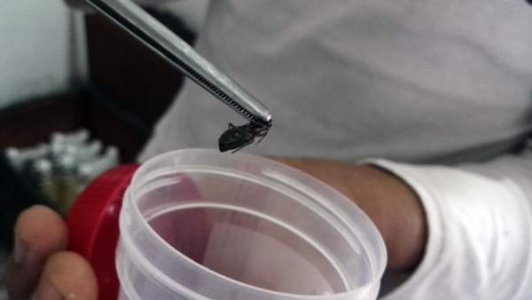 Un insecto preparado para ser analizado Un insecto preparado para ser analizado