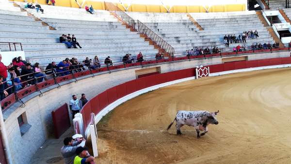 Desencajonamiento de toros en Los Barrios (Cádiz) Desencajonamiento de toros en Los Barrios (Cádiz)