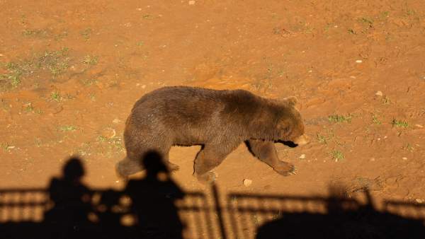 Oso en Cabárceno Oso en Cabárceno