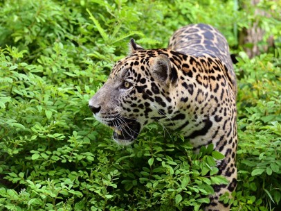 Jaguar en la naturaleza.