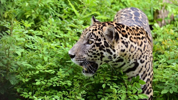 Jaguar en la naturaleza. Jaguar en la naturaleza.