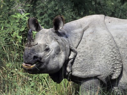 Ejemplar de rinoceronte de un solo cuerno (Rhinoceros unicornis)