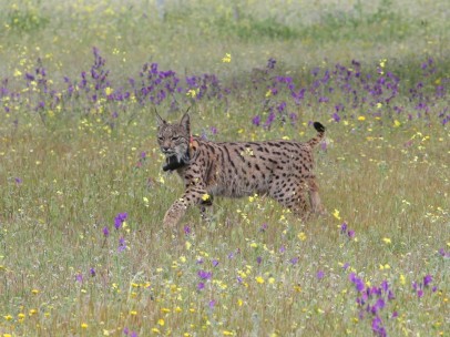 Ejemplar de lince ibérico.
